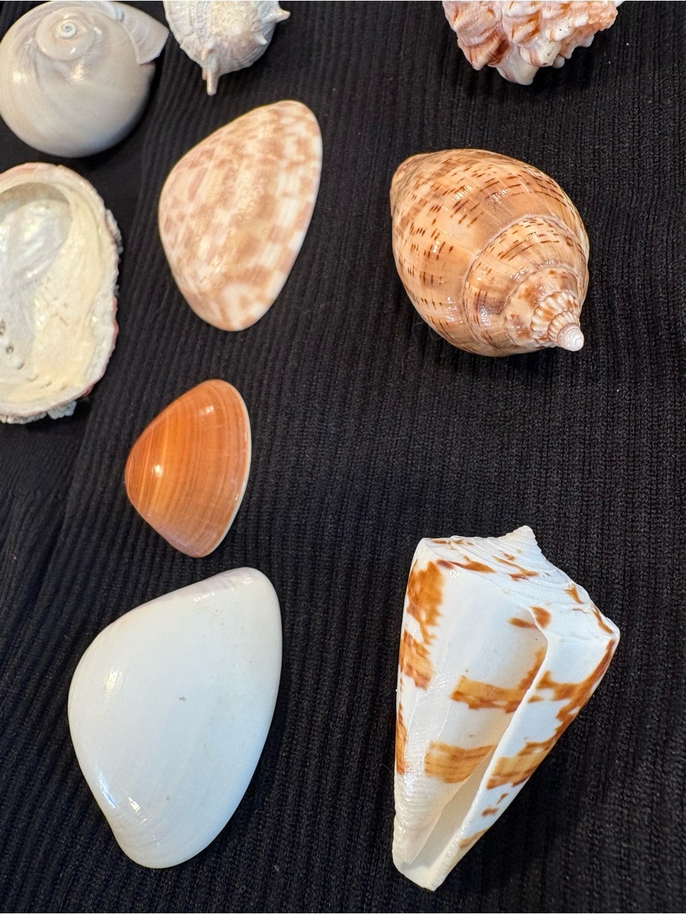 SEASHELLS ~ 🐚 Natural Seashell Collection Lot Set Real Shells! - Picture 2 of 16